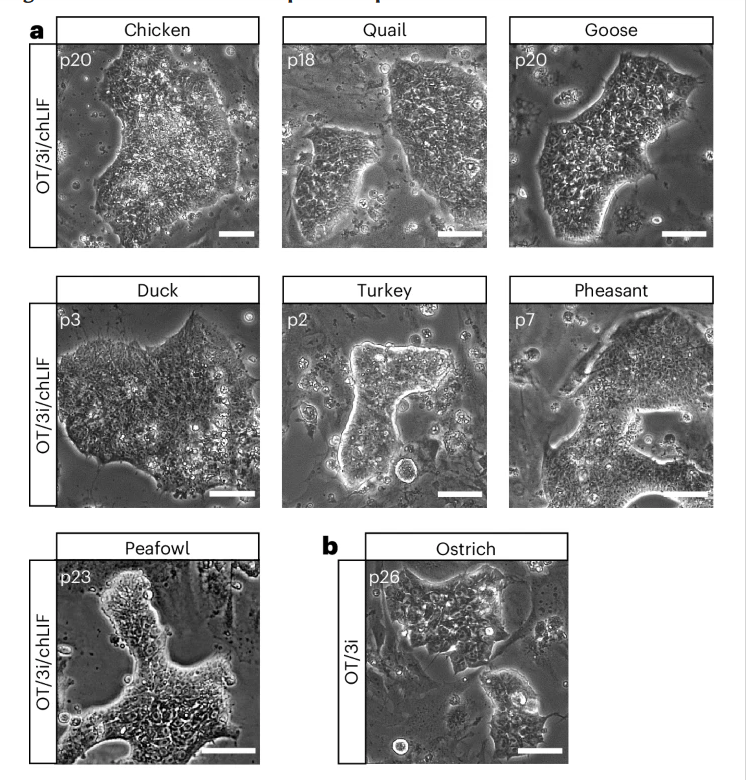 科学家从禽类中分离出胚胎干细胞