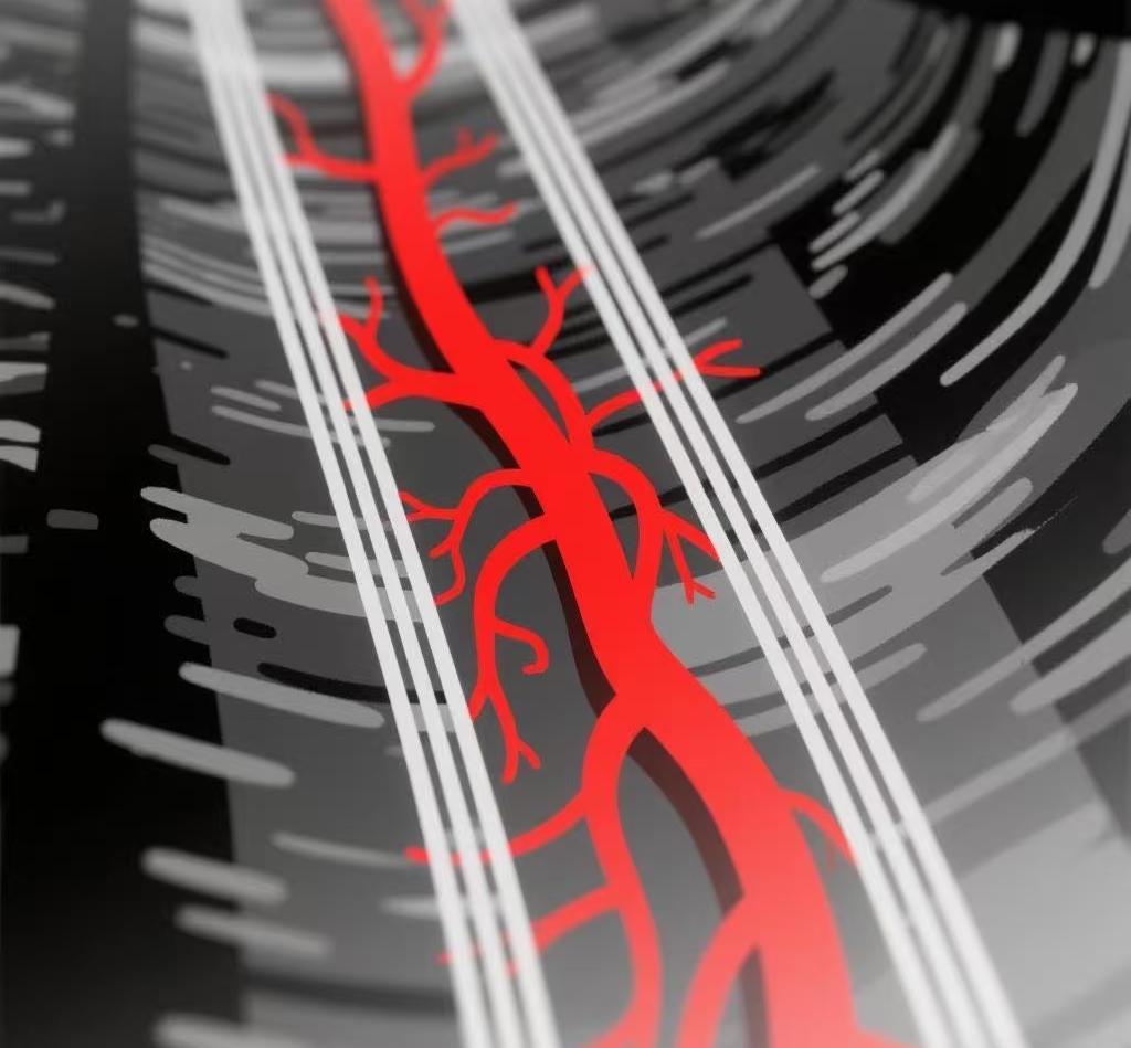 四维超声技术清晰呈现器官细微血流